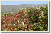 Juyongguan Great Wall + Mangshan National Forest Park Tour
